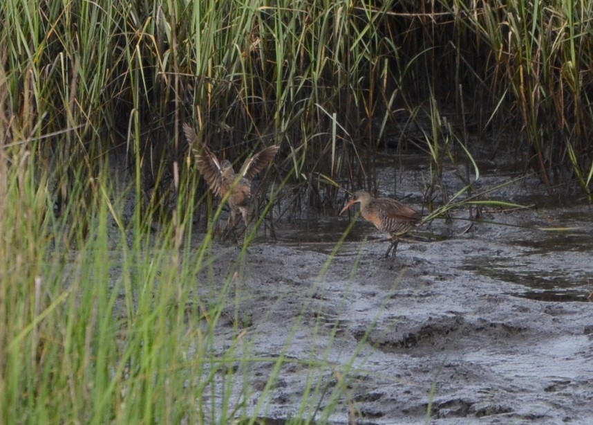 Clapper Rail - 6-25-2015, Theodore Roosevelt Area