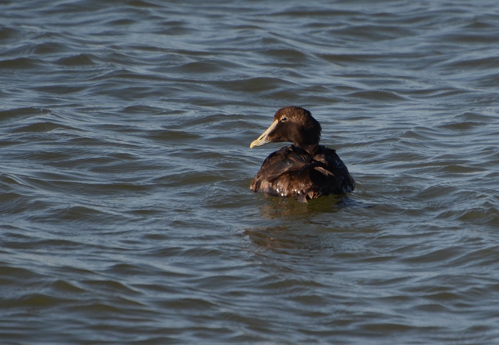 Common Eider