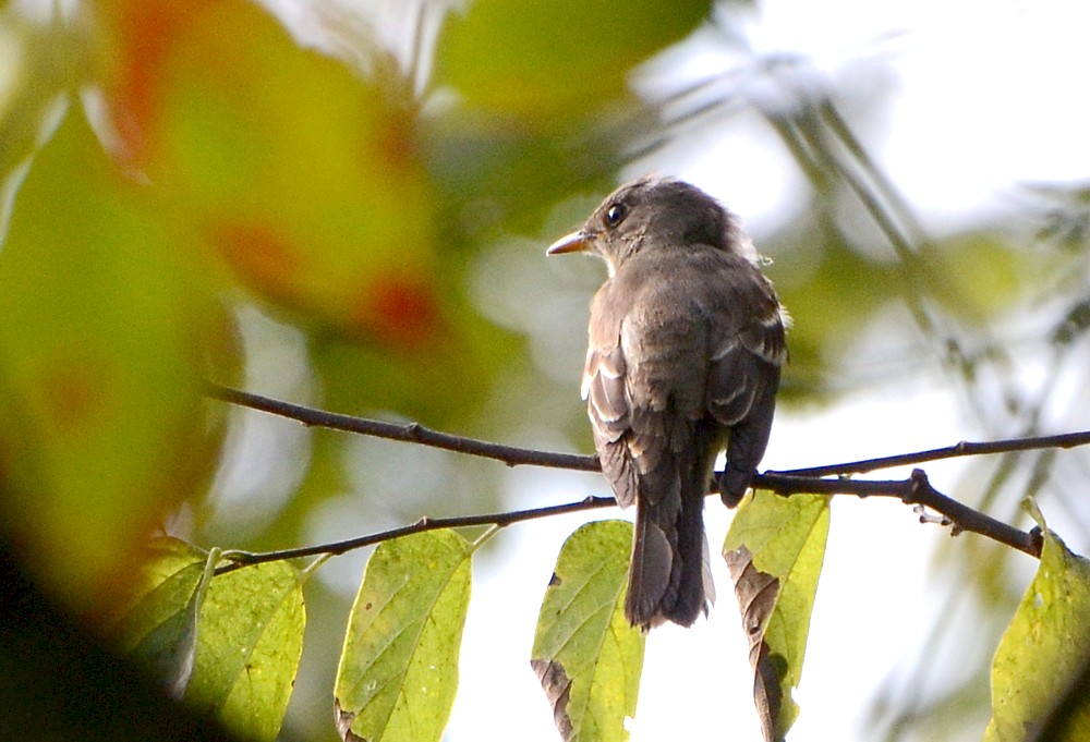 Eastern Wood-pewee at Reddie Point