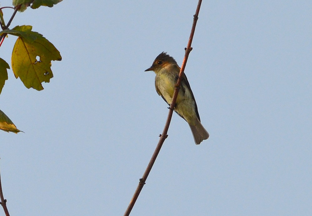 Eastern Wood-Pewee, Reddie Point Preserve