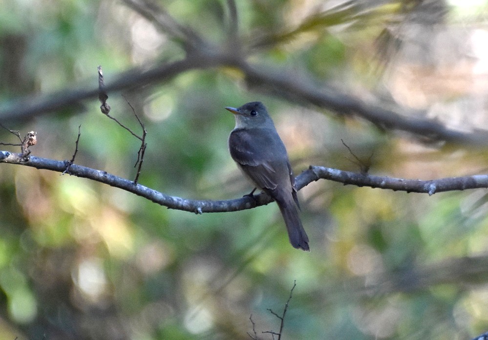 Eastern Wood-Pewee