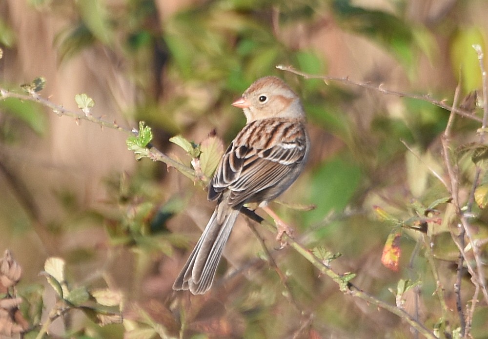 Field Sparrow