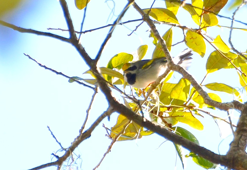 Golden-winged Warbler