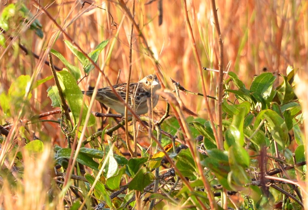 Grasshopper Sparrow