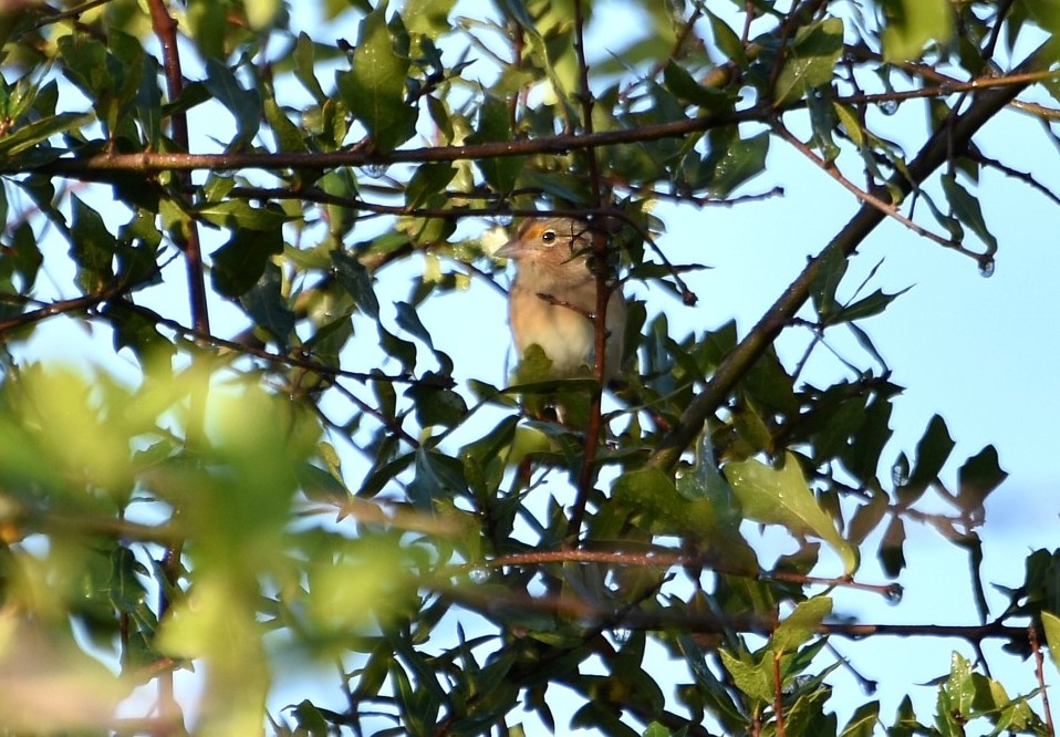 Grasshopper Sparrow