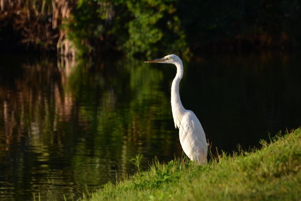 Great Blue heron white morph