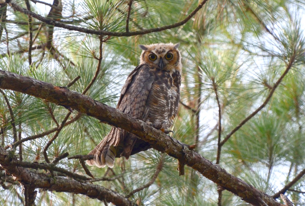 Great Horned Owl - 6-30-2015, Julington-Dublin Preserve