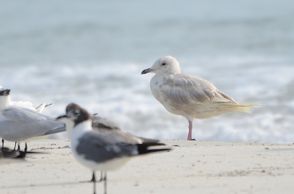Iceland Gull
