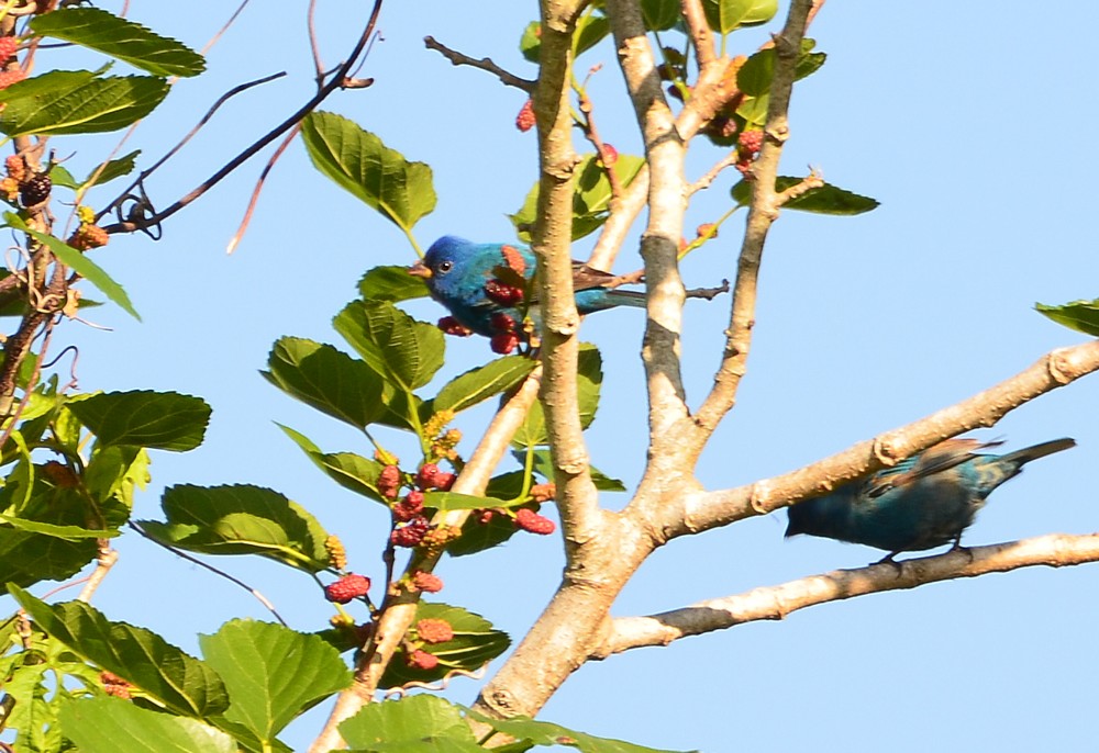Indigo Buntings