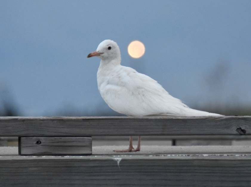 Leucistic Laughing Gull