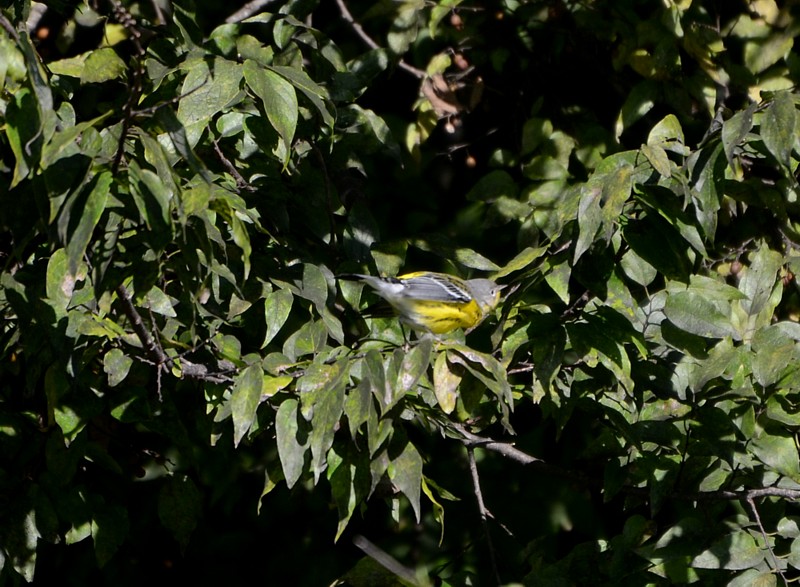 Magnolia Warbler