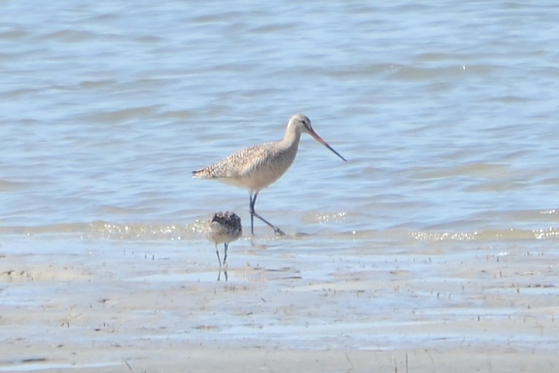 Marbled Godwit - 3-31-2015, Huguenot Park
