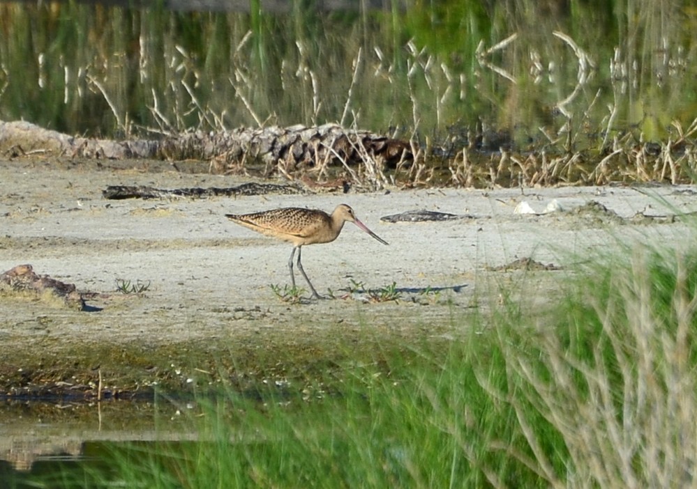 Marbled Godwit 7-27-2015, Big Talbot Spoonbill Pond