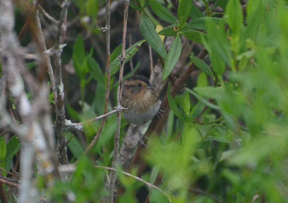 Nelson's Sparrow - 3-20-2015, Theodore Roosevelt Area