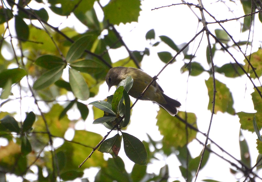 Orange-crowned Warbler