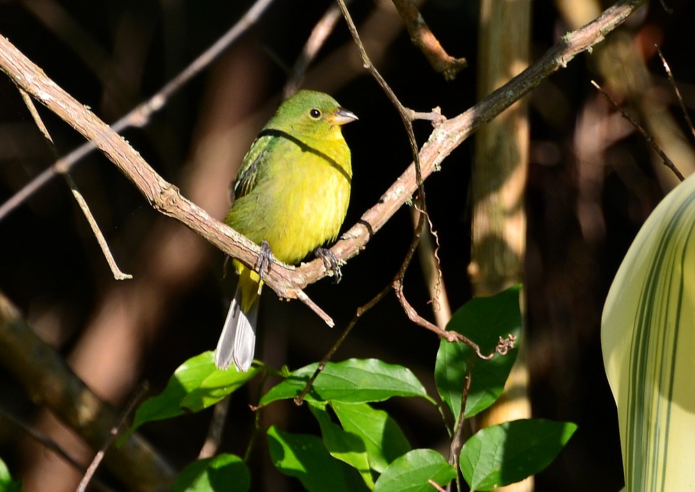 Female Painted Bunting