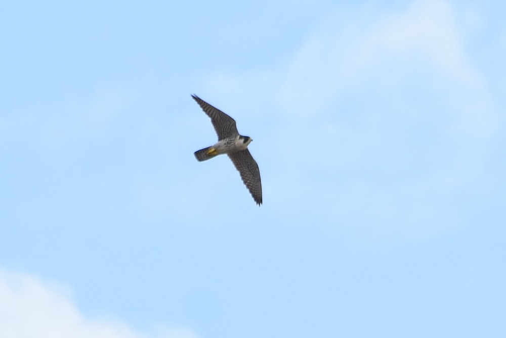 Peregrine Falcon