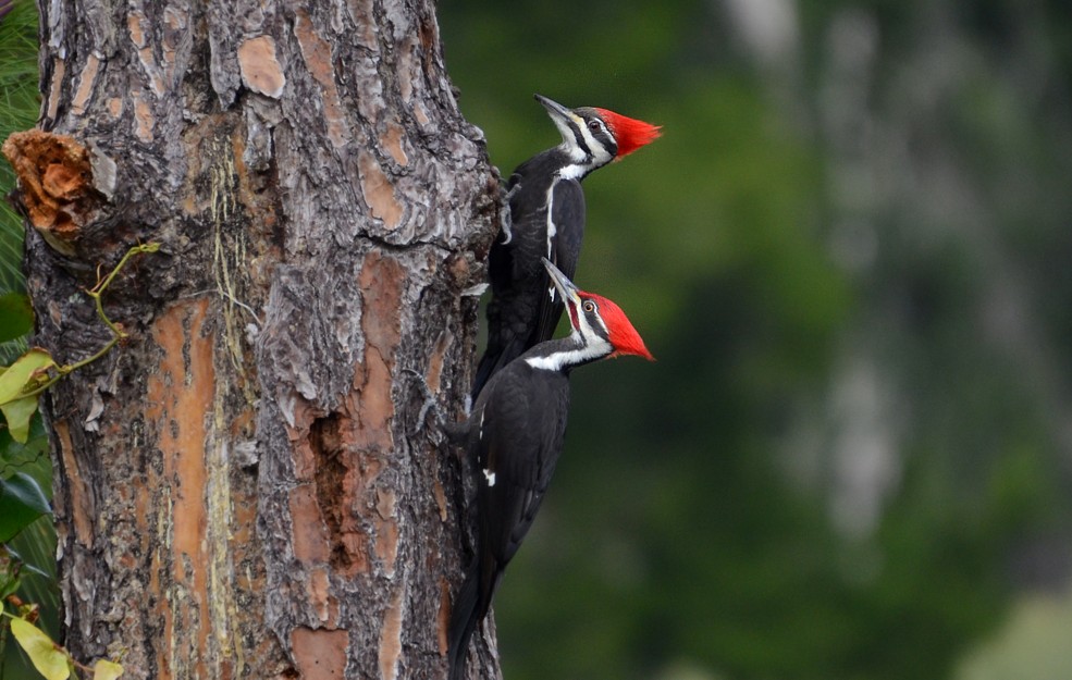 Pileated Woodpeckers - 1-22-2015, Blue Cypress Park