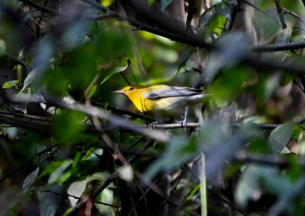 Prothonatary Warbler