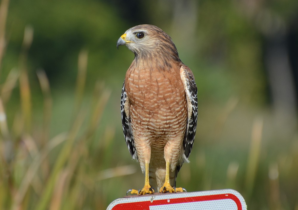 Red-shouldered Hawk