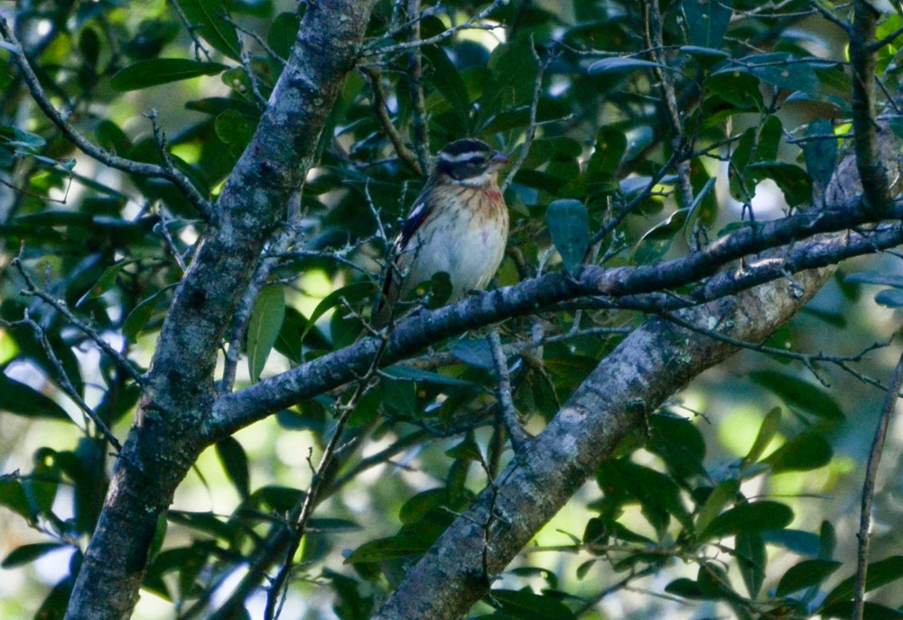 Rose-breasted Grosbeak