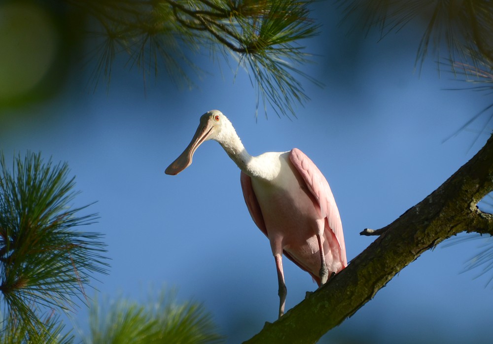 Roseate Spoonbill