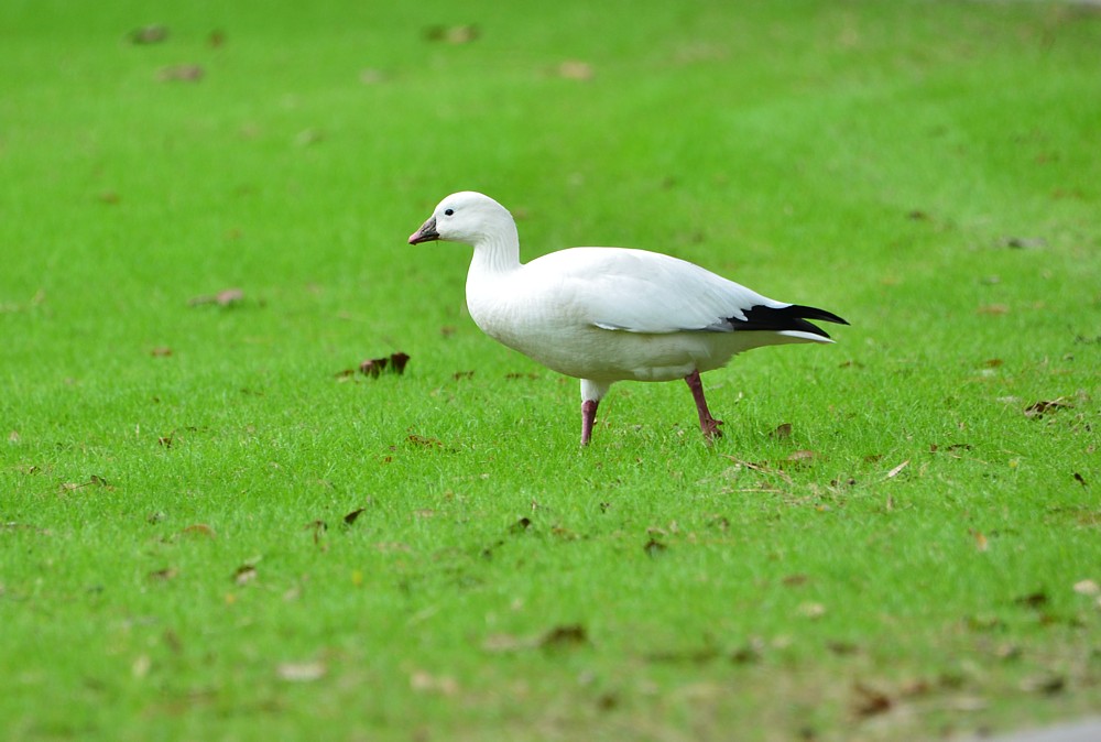 Ross's Goose - UNF Campus