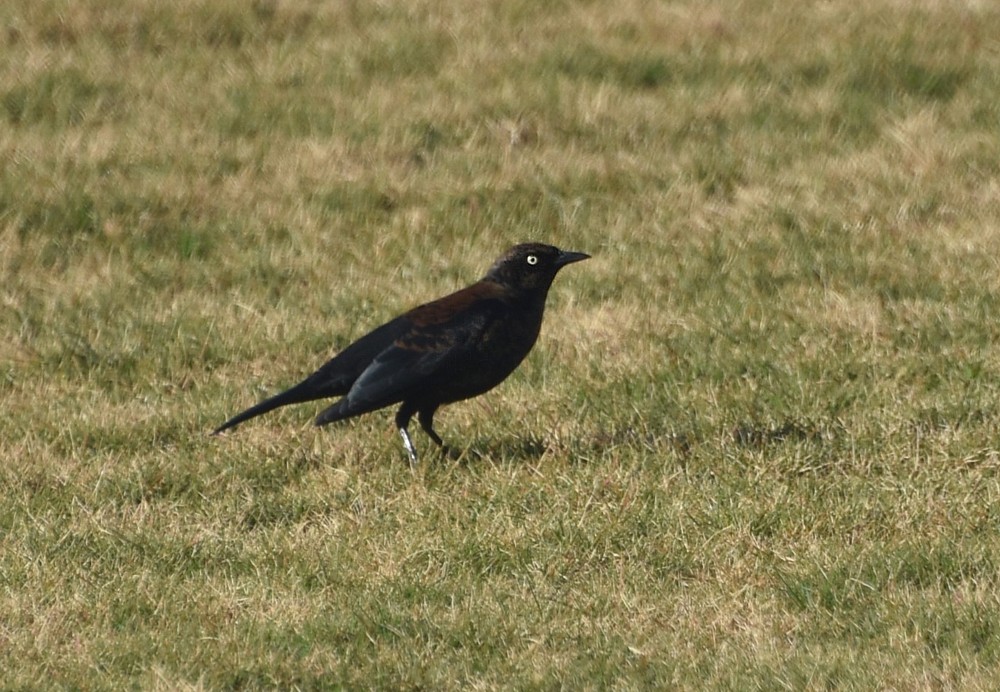 Rusty Blackbird