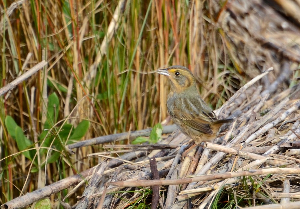 Saltmarsh Sparrow
