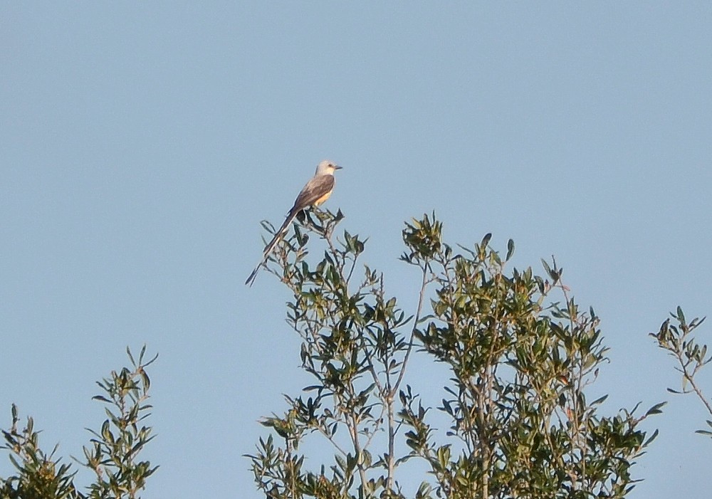 Scissored-tailed Flycatcher