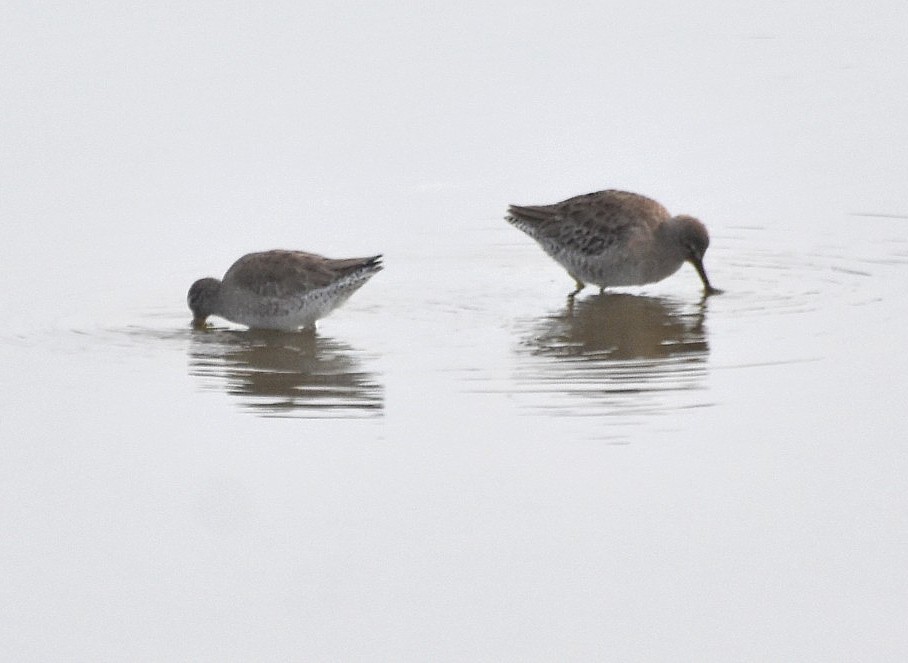 Short-billed and Long-billed Dowicher