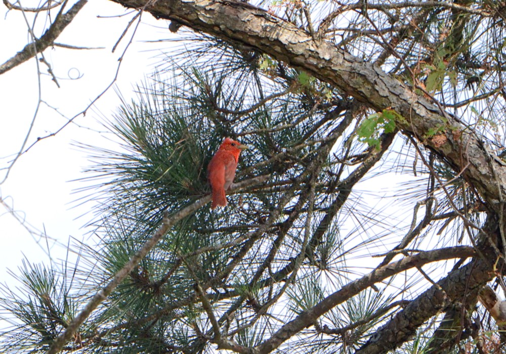 Summer Tanager 5-16-2015, Eastport Wasteland