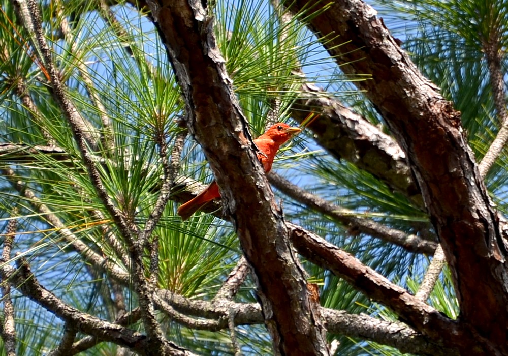 Summer Tanager 7-12-2015, Tayre Brown Regional Park