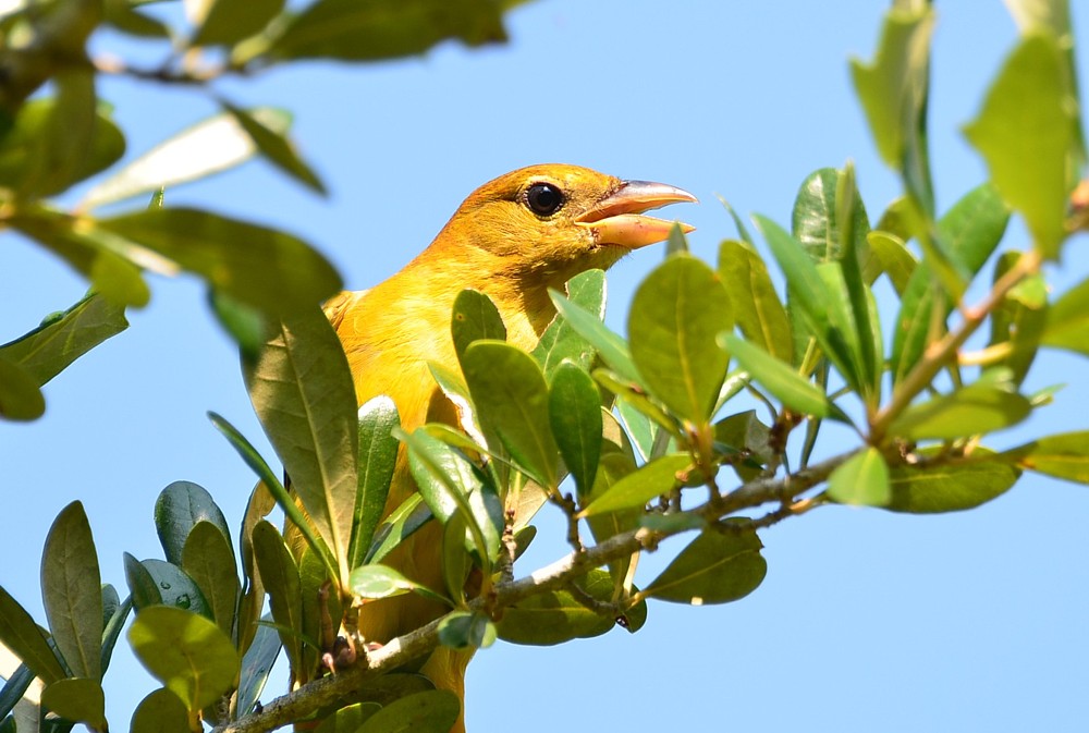 Summer Tanager 9-5-2015, Blue Cypresc Park