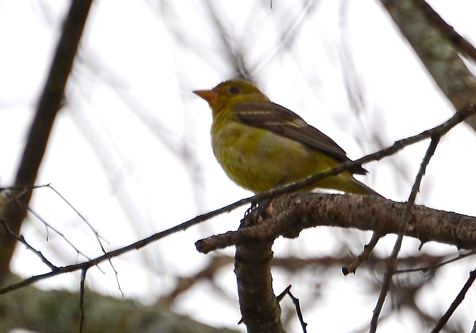 Western Tanager