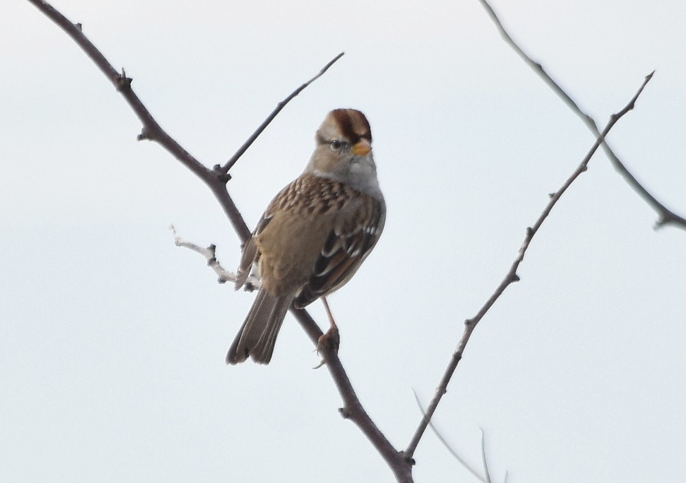 White-crowned Sparrow