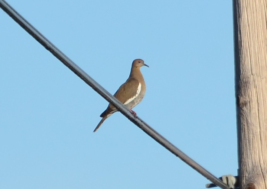 White-winged Dove - Little Talbot Island