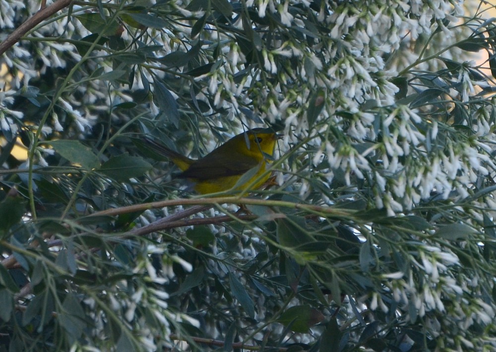 Wilson's warbler