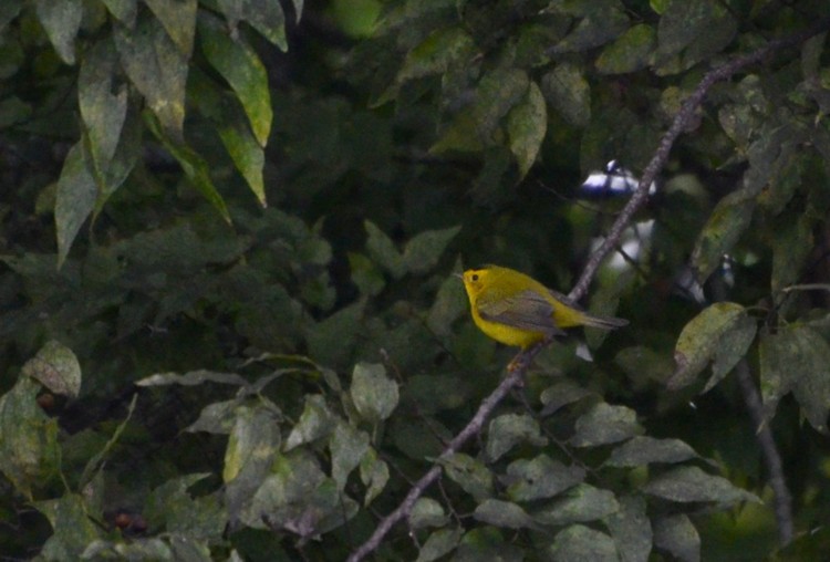 Wilson's Warbler