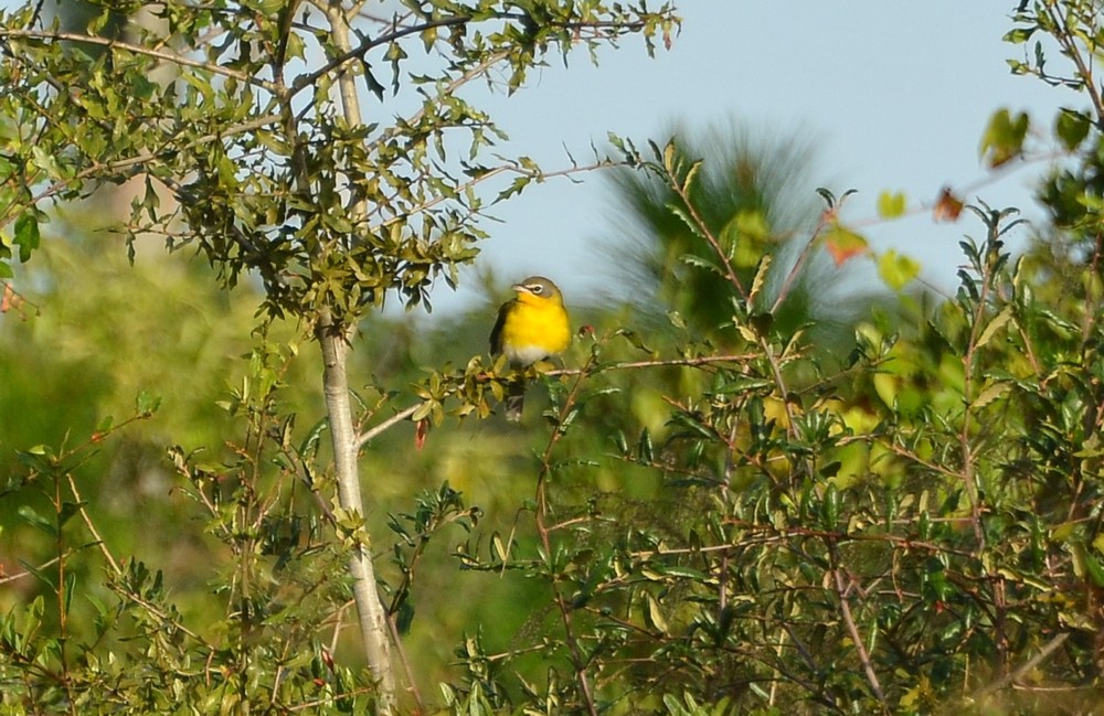Yellow-breasted Chat