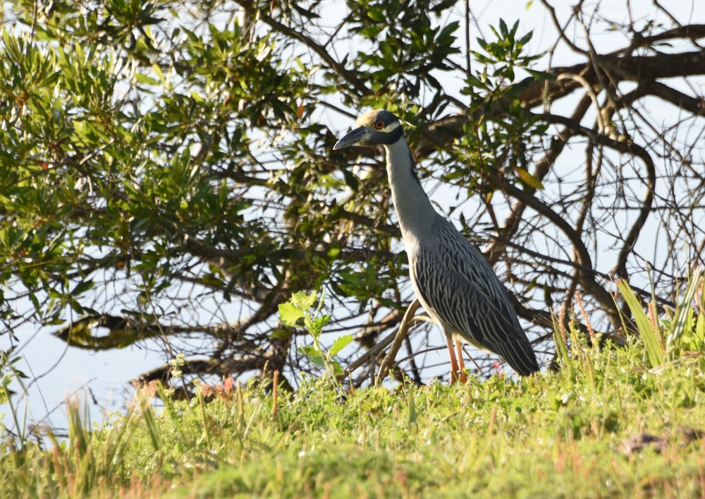Yellow-crowned Night-heron