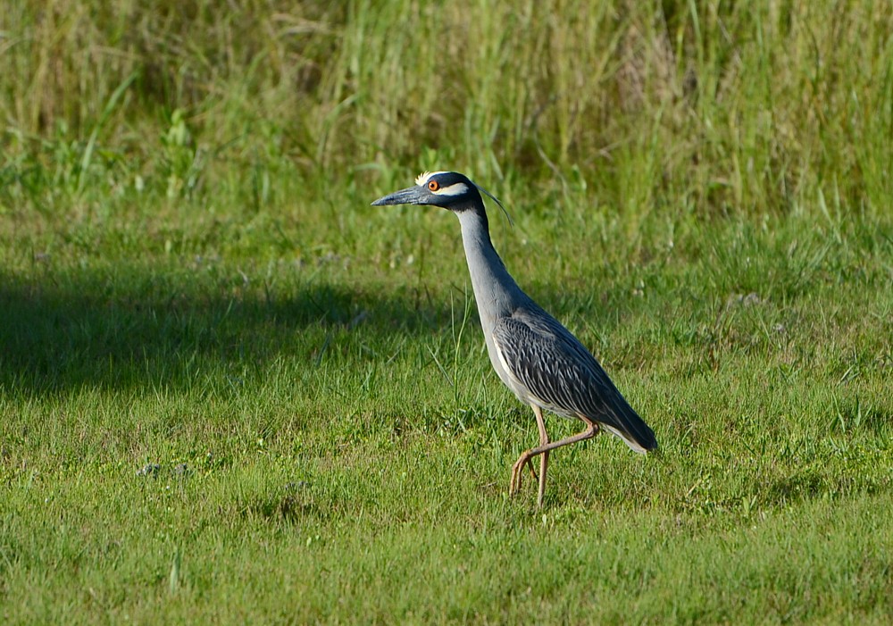 Yellow-crowned Night-Heron at Blue Cyress Park - May 24, 2015