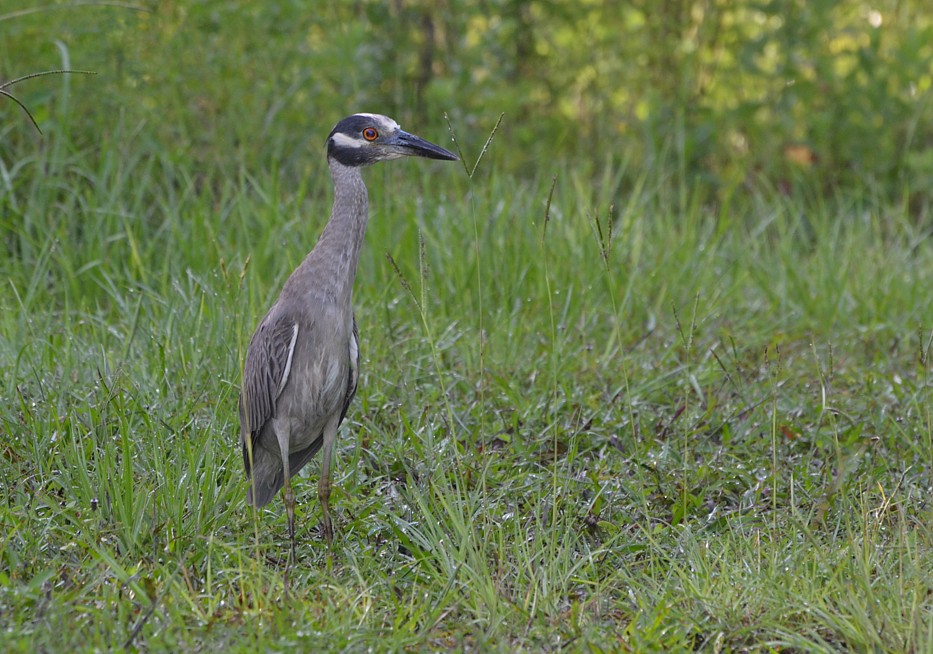 Yellow-crowned Night-Heron
