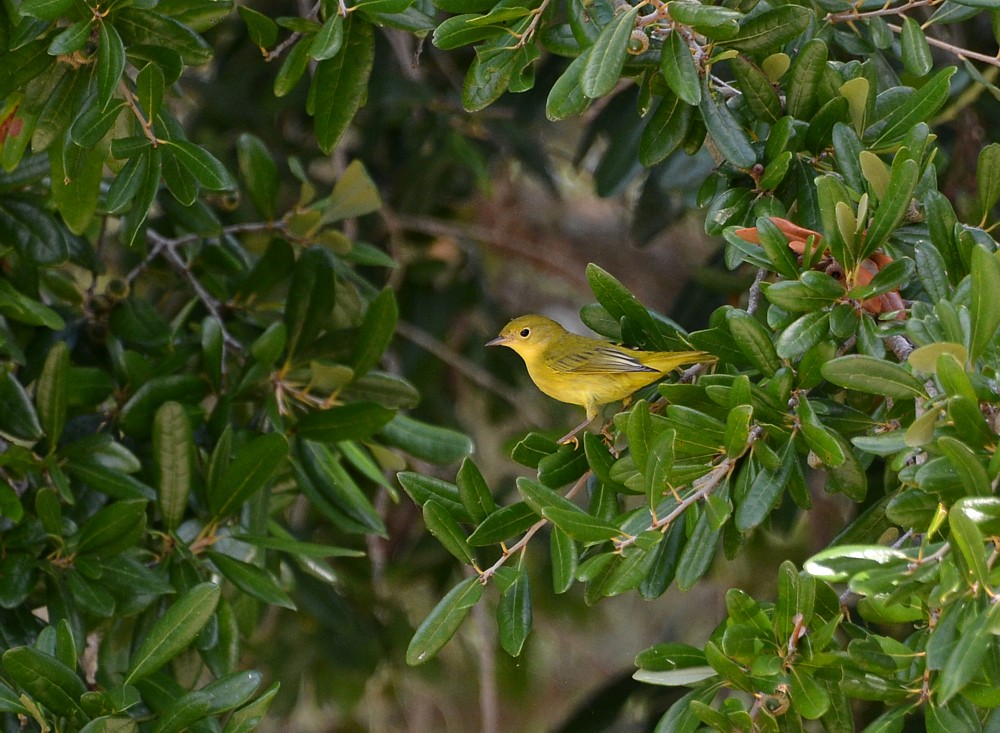 Yellow Warbler